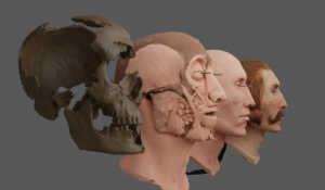Render of the 3D scan of the original bone fragments and 3D models of the facial reconstruction by Maja d’Hollosy.